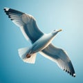 Close-up of a common seagull as it flies the through the sky