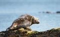 Close up of Common Seal lying on a rock Royalty Free Stock Photo