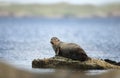 Close up of Common Seal lying on a rock Royalty Free Stock Photo