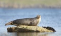 Close up of Common Seal lying on a rock Royalty Free Stock Photo