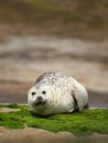 Close up of a Common seal lying on a rocky coast Royalty Free Stock Photo