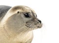 Close-up of a Common seal, Phoca vitulina, 8 months old