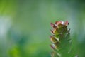 Close-up of common self-heal plant Prunella vulgaris with pleasant summer greenery of wildflower meadow in background