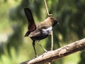 Close up of common species of bird sitting on tree branch.