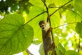 Close-up of a Common Squirrel Monkey at Amazon River Jungle