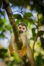 Close-up of a Common Squirrel Monkey at Amazon River Jungle Royalty Free Stock Photo