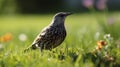 A close-up of a Common Starling foraging in the grass