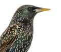 Close-up of a Common Starling, Sturnus vulgaris, isolated