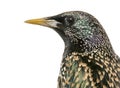 Close-up of a Common Starling, Sturnus vulgaris, isolated Royalty Free Stock Photo