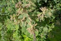 close up of Common stinging nettle (Urtica dioica)