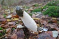 Close up of a common stinkhorn Phallus impudicus Royalty Free Stock Photo