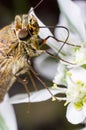 Close up of a common straight swift butterfly