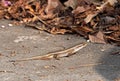 Close up Common Sun Skink or Eutropis Multifasciata on The Ground