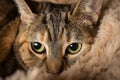 Close-up of common tabby cat face with green eyes, looking up, on brown background, Royalty Free Stock Photo