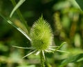 Close up of a common teasel in summer Royalty Free Stock Photo