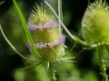 Close up of a  common teasel in summer Royalty Free Stock Photo