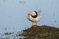 Close-up of Common Tern Rubbing Face