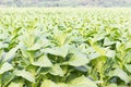 Close up Common tobacco