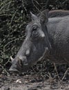 Close-up of a Common Warthog Phacochoerus africanus in the wild Royalty Free Stock Photo