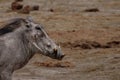 Close-up of a common warthog standing in a dry landscape Royalty Free Stock Photo