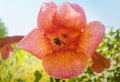 Close up of common wasp inside an orange trumpet flower, Tecoma Alata, of vine family Royalty Free Stock Photo