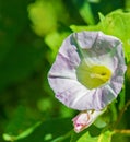 Close-up of a Common White Morning Glory