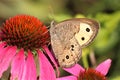 Common Wood Nymph Butterfly on Pink Coneflower Close-up Royalty Free Stock Photo