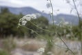 Close-up of common yarrow plant. Blurred Background