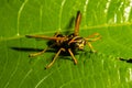 Close-up of Common Yellowjacket