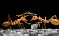 Close up Communication talk of ants