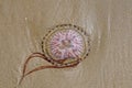 Close up of a Compass Jellyfish on Abersoch beach in Gwynedd, Wales