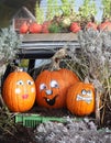 Close up of composition of orange pumpkins in the park with other vegetables. Autumn, outdoor fall background. Harvest and