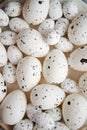 Close up composition of white traditional chicken and quail, black dotted Easter eggs