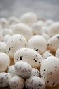 Close up composition of white traditional chicken and quail, black dotted Easter eggs