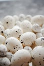 Close up composition of white traditional chicken and quail, black dotted Easter eggs