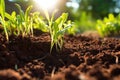 close-up of composted soil exposed in sunlight