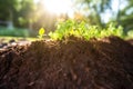 close-up of composted soil exposed in sunlight