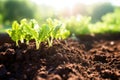 close-up of composted soil exposed in sunlight