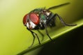 Close up compound eye of fly Royalty Free Stock Photo