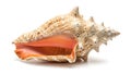 A large conch shell on a white background (ai generated) Royalty Free Stock Photo