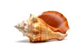 A close up of a shell on a white background (ai generated) Royalty Free Stock Photo