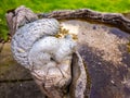 Stone bird bath with a squirrel statue