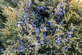 The close up of cone -berry-like - Juniperus excelsa, commonly called the Greek Juniper.