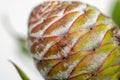 Close-up of the cone of a European Larch conifer tree.