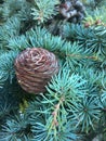 Close-up on a cone of lebanese cedar Cedrus Libani on the branch Royalty Free Stock Photo