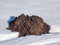 Cone shaped mole mound (molehill) of soil and dirt among white snow surface in winter. European Mole (Talpa