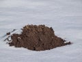 Cone shaped mole mound (molehill) of soil and dirt among white snow surface in winter. European Mole (Talpa