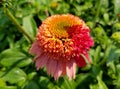 A close up of Coneflower Double Scoop Raspberry flower in half bloom