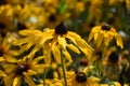 A close-up of coneflowers