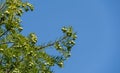 Close-up of cones and graceful foliage Bald Cypress Taxodium Distichum swamp, white-cypress, gulf or tidewater red cypress